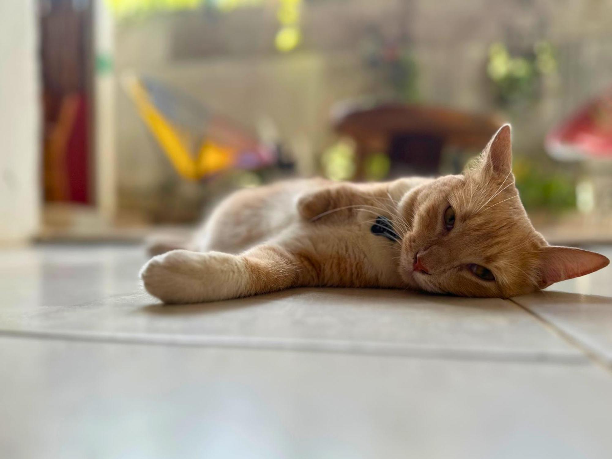 ホテル Casa Colibri パロミノ エクステリア 写真