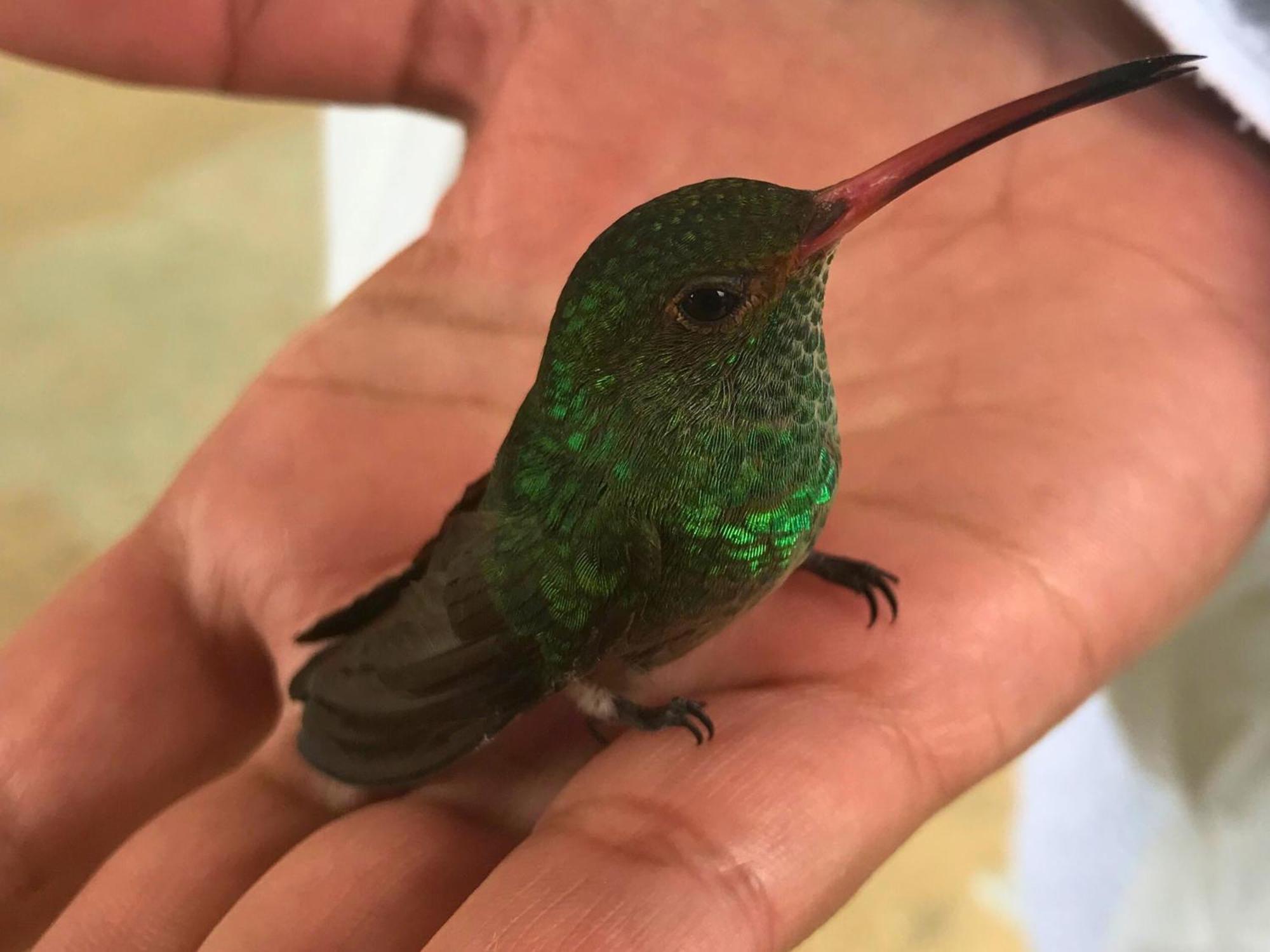 ホテル Casa Colibri パロミノ エクステリア 写真