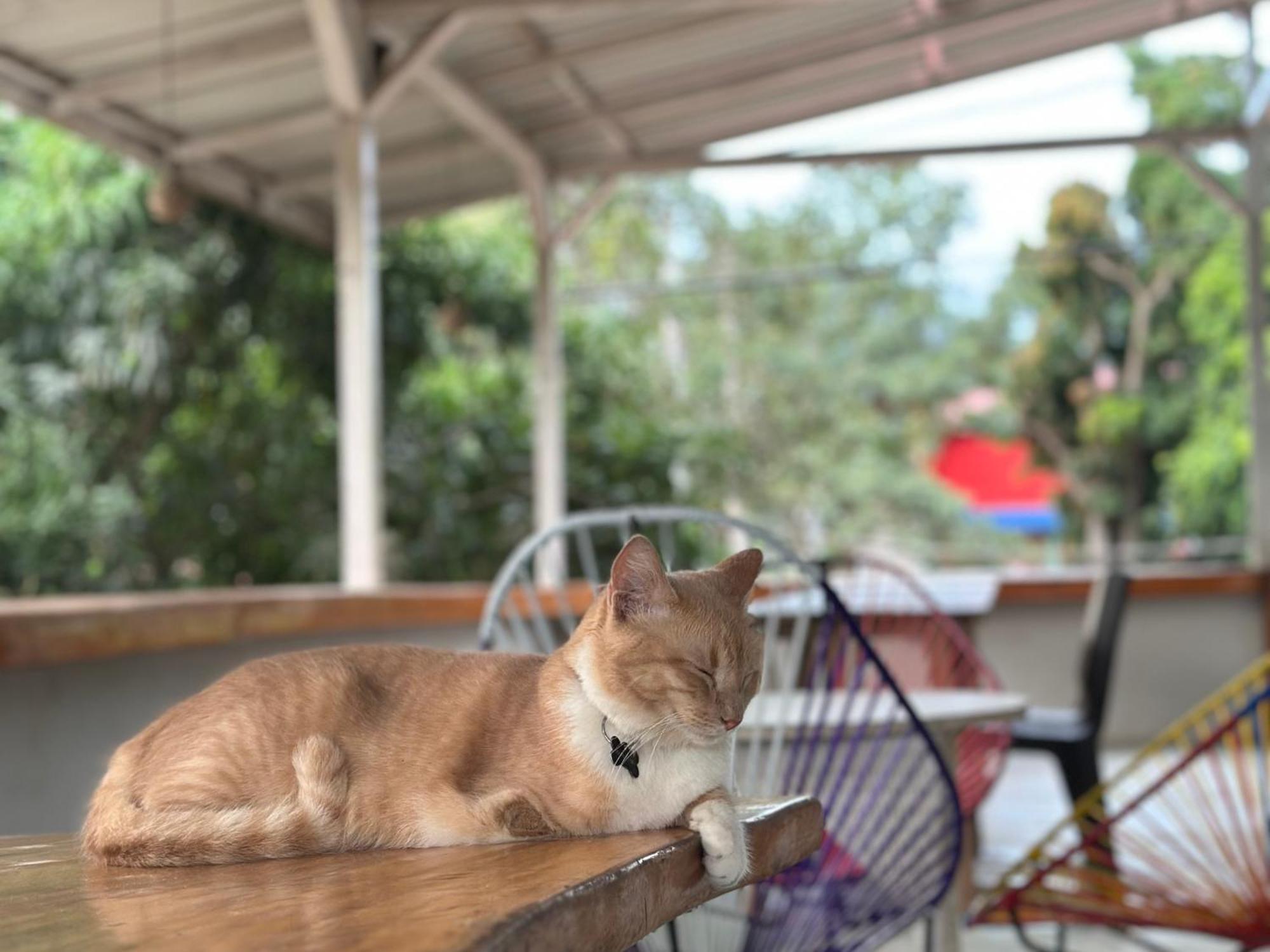 ホテル Casa Colibri パロミノ エクステリア 写真