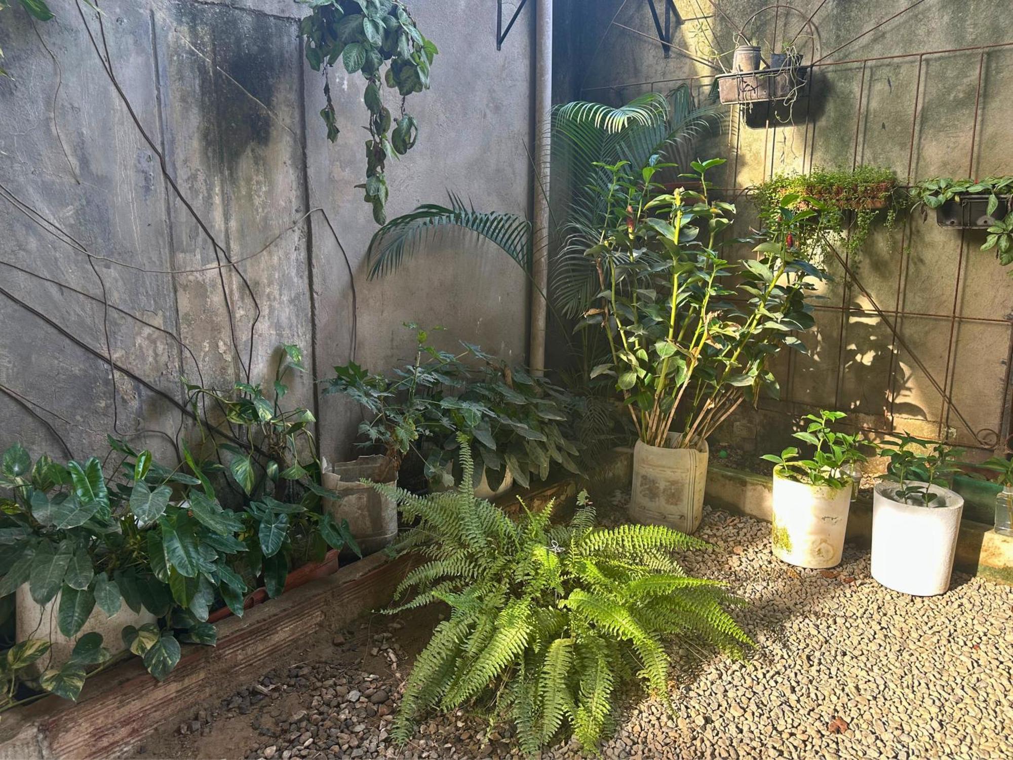 ホテル Casa Colibri パロミノ エクステリア 写真