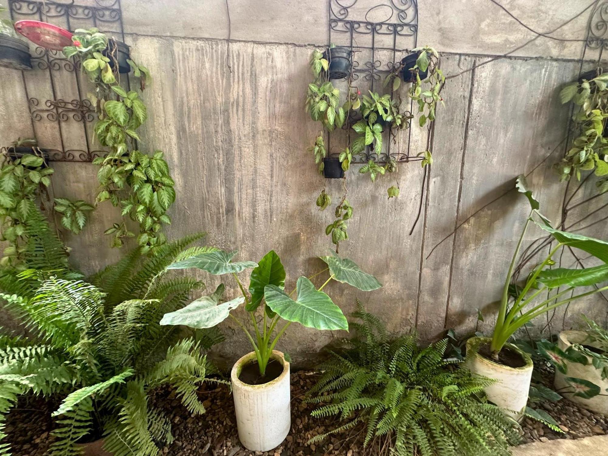 ホテル Casa Colibri パロミノ エクステリア 写真